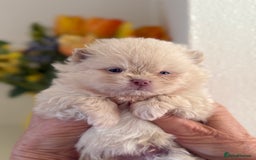 Pomeranian dogs for sale: BEAUTIFUL POMERANIAN BOYS 🧸 FACED PUPPIES!! - Image 16