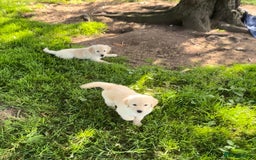 Golden Retriever dogs for sale: Golden retriever puppy's for sale  - Image 8