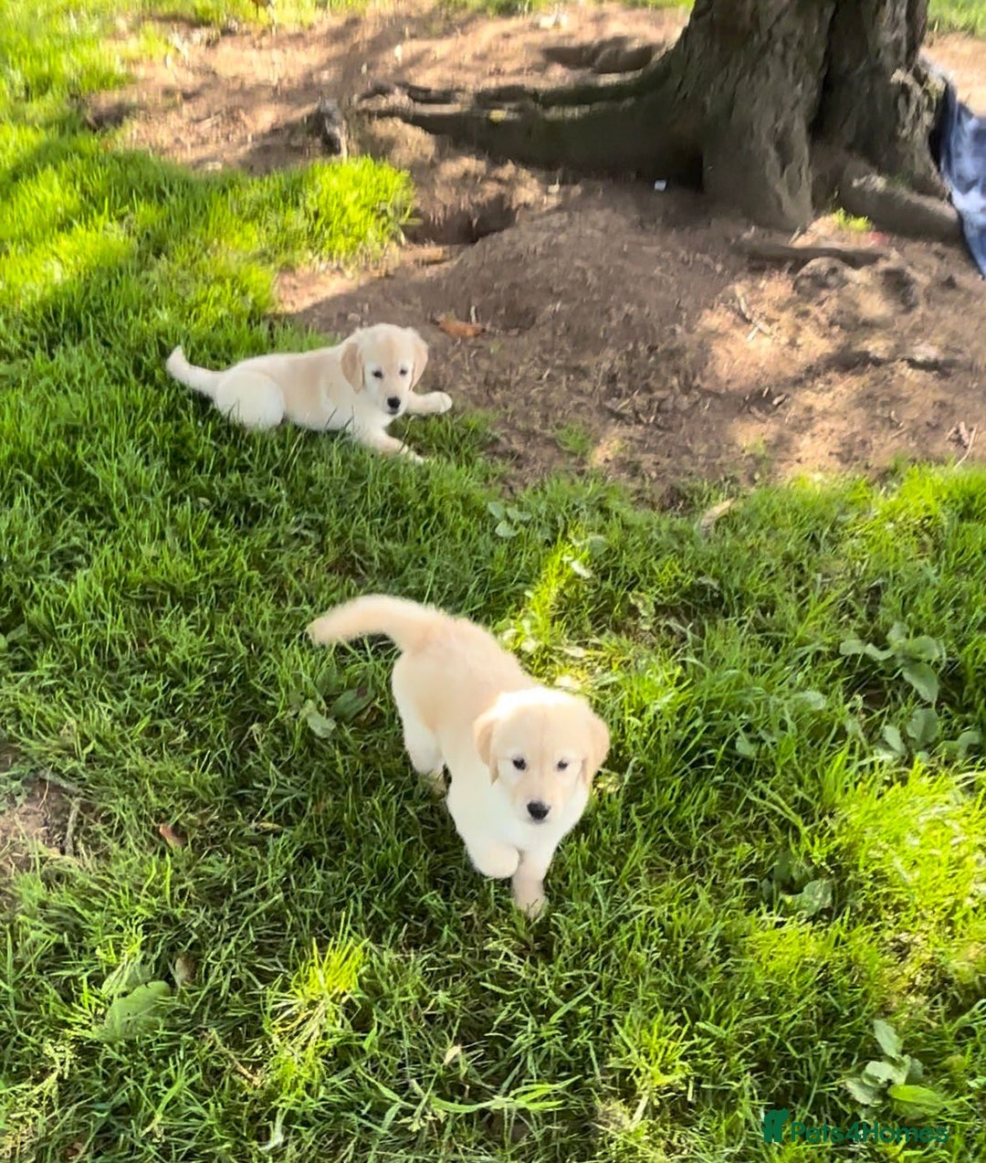Golden Retriever dogs for sale: Golden retriever puppy's for sale  - Image 8