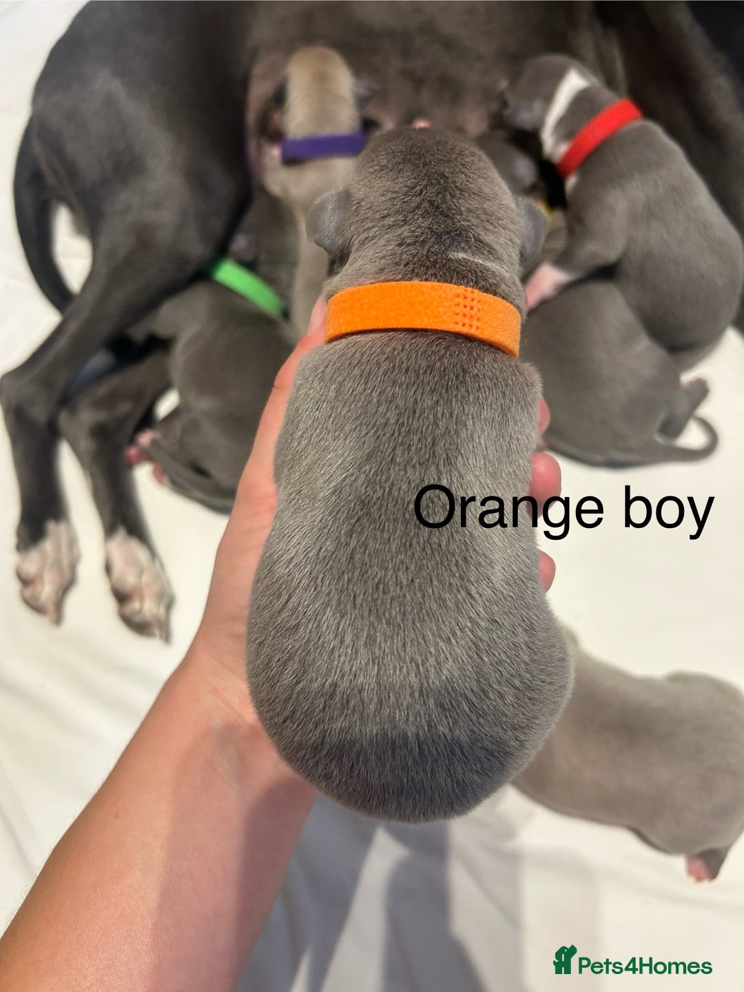 Whippet dogs for sale: Stunning KC whippet puppies  - Image 5