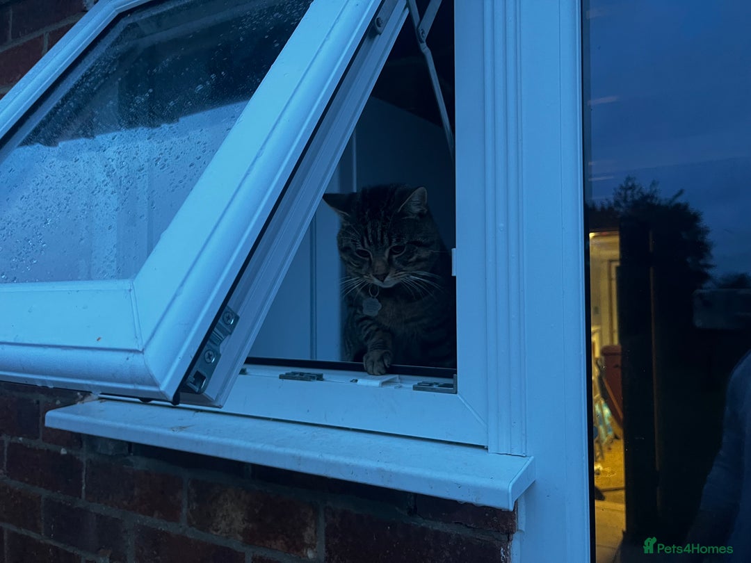 Domestic Shorthair cats for sale: Zargo - Advert 5