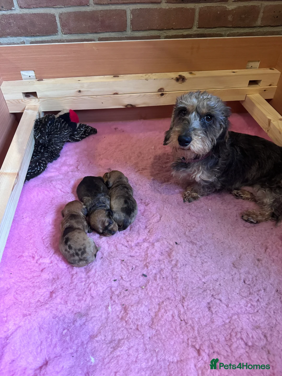 Dachshund dogs for sale: Miniature wire haired dachshunds - Advert 8