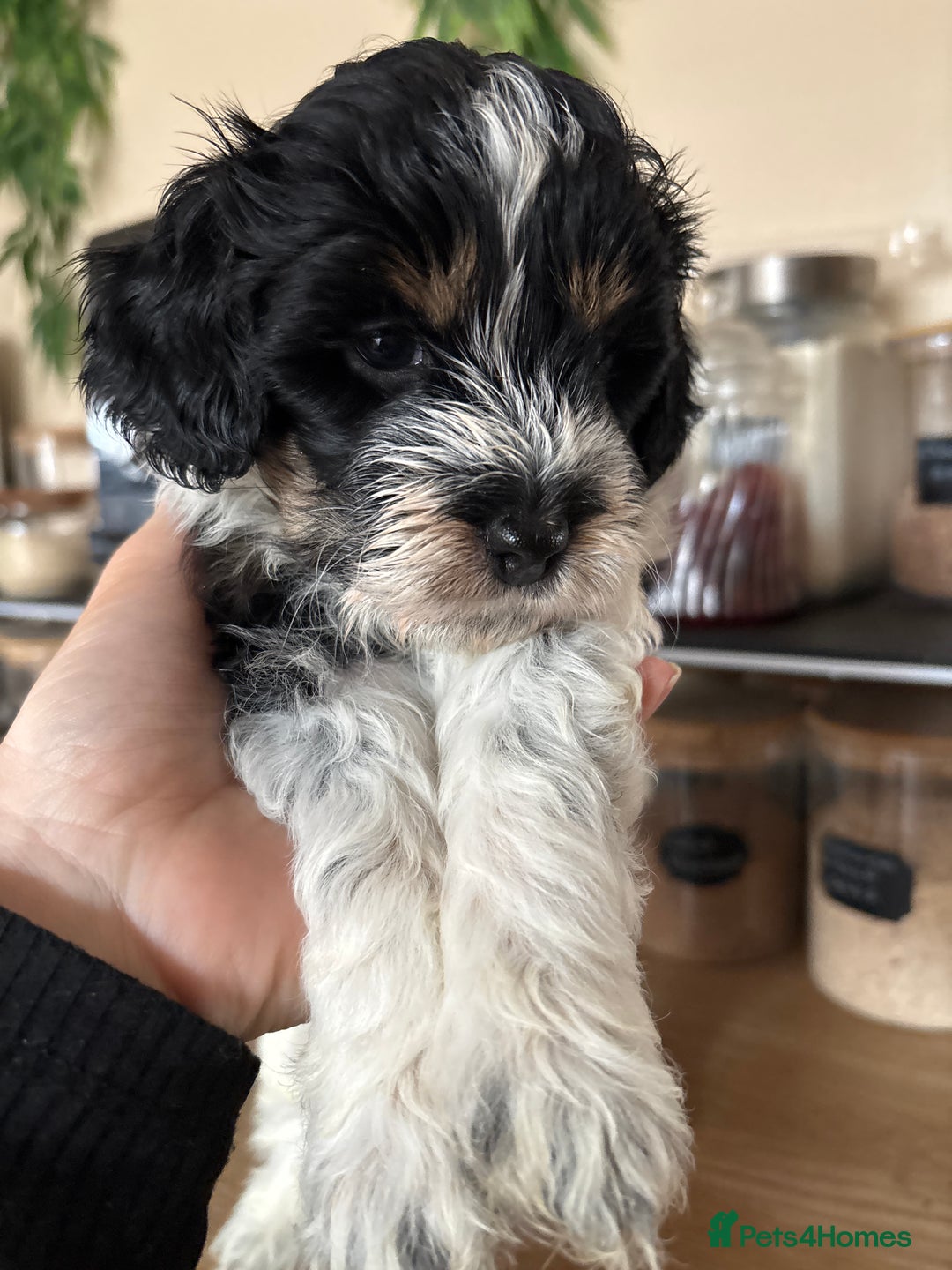 Cockapoo dogs for sale: Cockapoo - Image 11