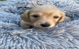 Miniature Dachshund dogs for sale: English Cream Mini Long Haired Dachshund  - Image 11