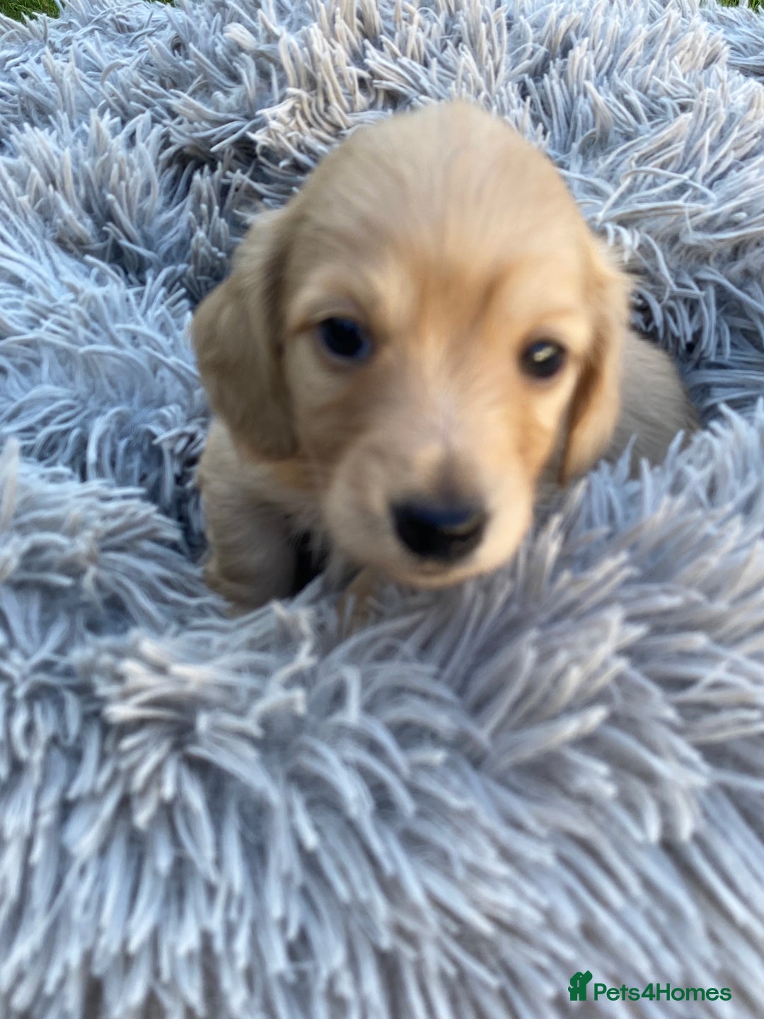 Miniature Dachshund dogs for sale: English Cream Mini Long Haired Dachshund  - Image 11