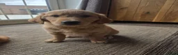 Golden Retriever dogs for sale: 🧡 Dark red working golden retriever pups 🧡 - Advert 14