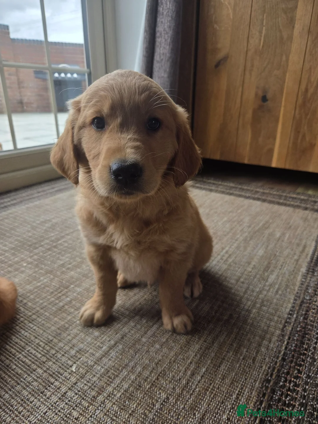 Golden Retriever dogs for sale: 🧡 Dark red working golden retriever pups 🧡 - Advert 14