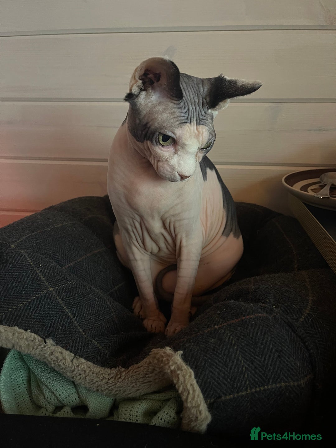 Sphynx cats for sale: 7 year old sphynx female to be rehomed - Image 6