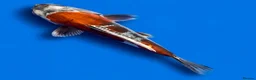 Koi Carp fish for sale: Japanese Koi - Top Quality - Advert 14
