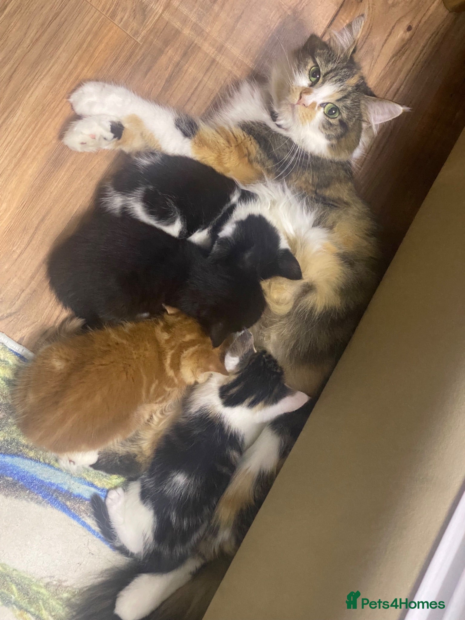 Mixed Breed cats Playful kittens - Advert 5