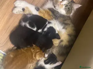 Mixed Breed cats Playful kittens - Advert 5