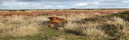 Hungarian Vizsla dogs for sale: Pedigree Hungarian Vizsla pups. Show/working/pet - Advert 5