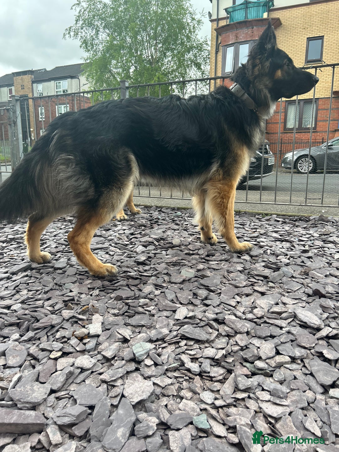 German Shepherd dogs for stud: Proven KC Registered German Shepherd  in Glasgow - Image 3
