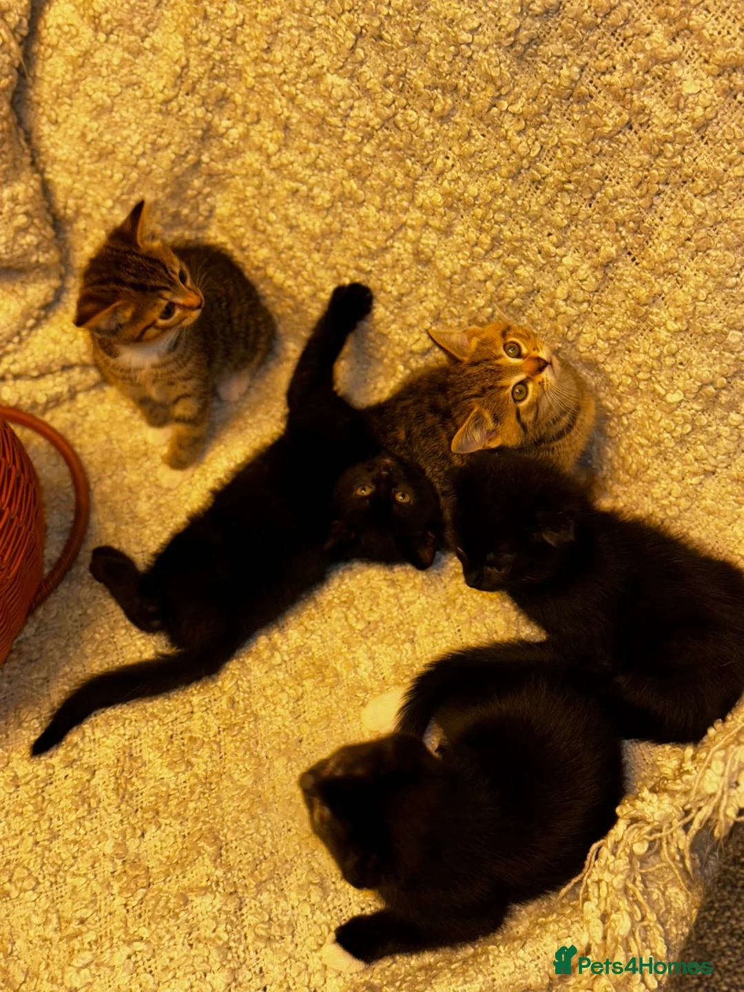 Scottish Fold cats for sale: ✨️5x Scottish Fold/Straight kittens READY TO GO ✨️ - Advert 4