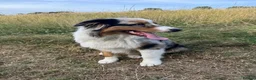 Australian Shepherd dogs for sale: Beautiful Blue Merle Australian Shepherd Girl💖 - Advert 4