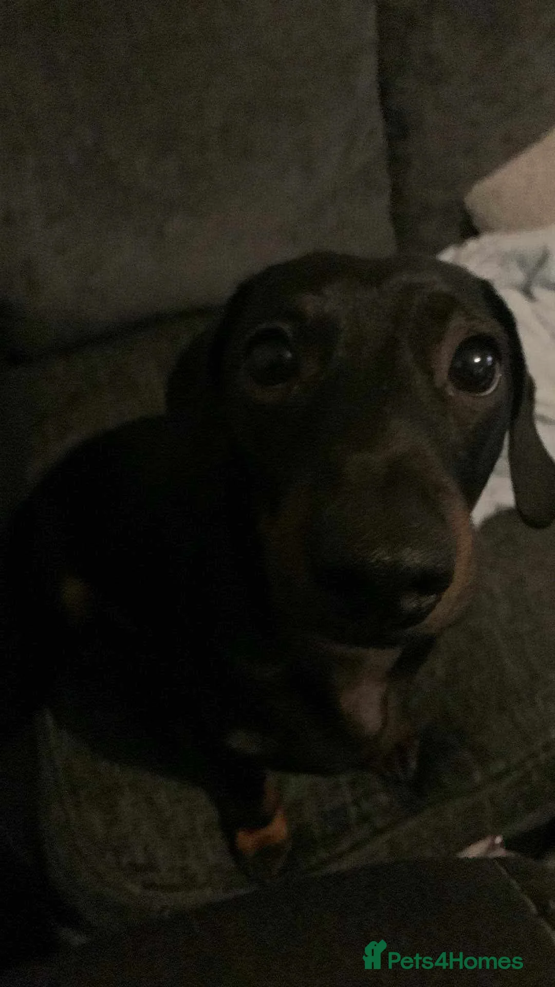 Miniature Dachshund dogs for sale: Miniature Dachshund for Sale - Advert 1