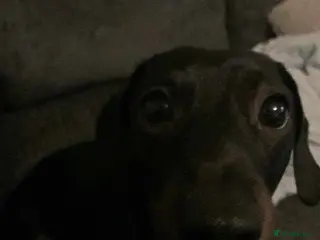 Miniature Dachshund dogs Miniature Dachshund for Sale - Advert 7