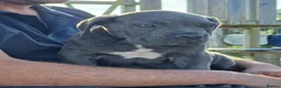 Cane Corso dogs for sale: Absolutely stunning Cane Corso’s  - Advert 13