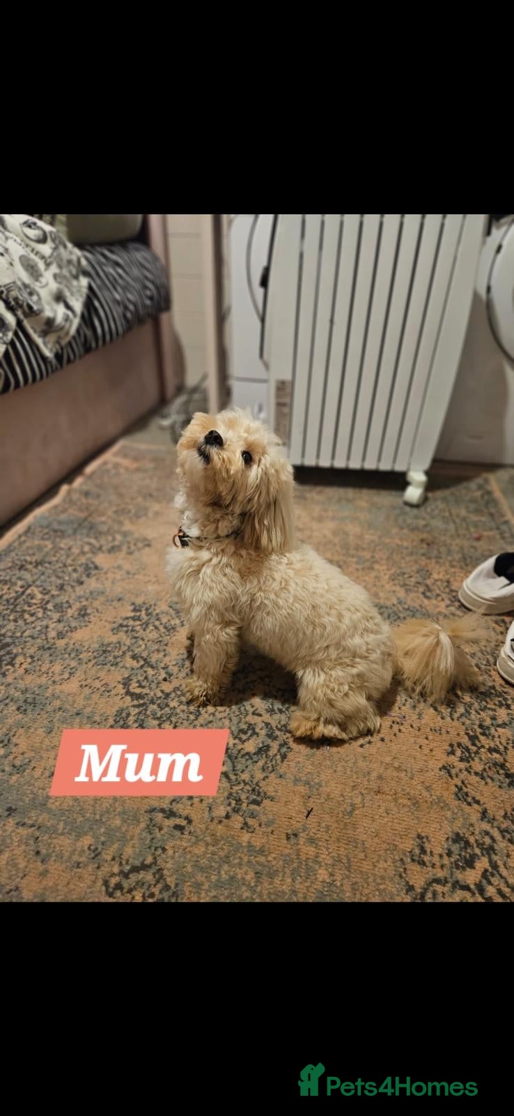 Maltipoo dogs 💛🌺 Two beautiful maltipoo pups 🌺💛 - Advert 2