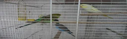 Budgerigars birds for sale: BEAUTIFUL BABY BUDGIES - Advert 4