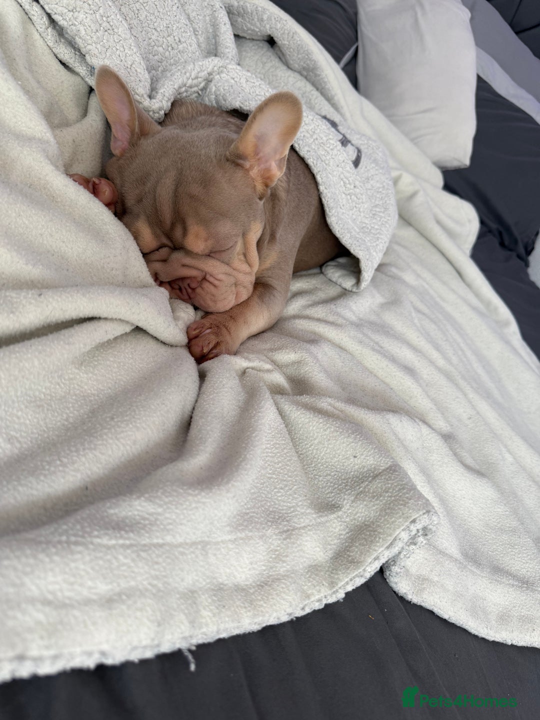 French Bulldog dogs for sale: French bulldog male - Image 1