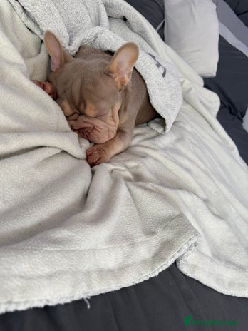 French Bulldog dogs - Advert 1