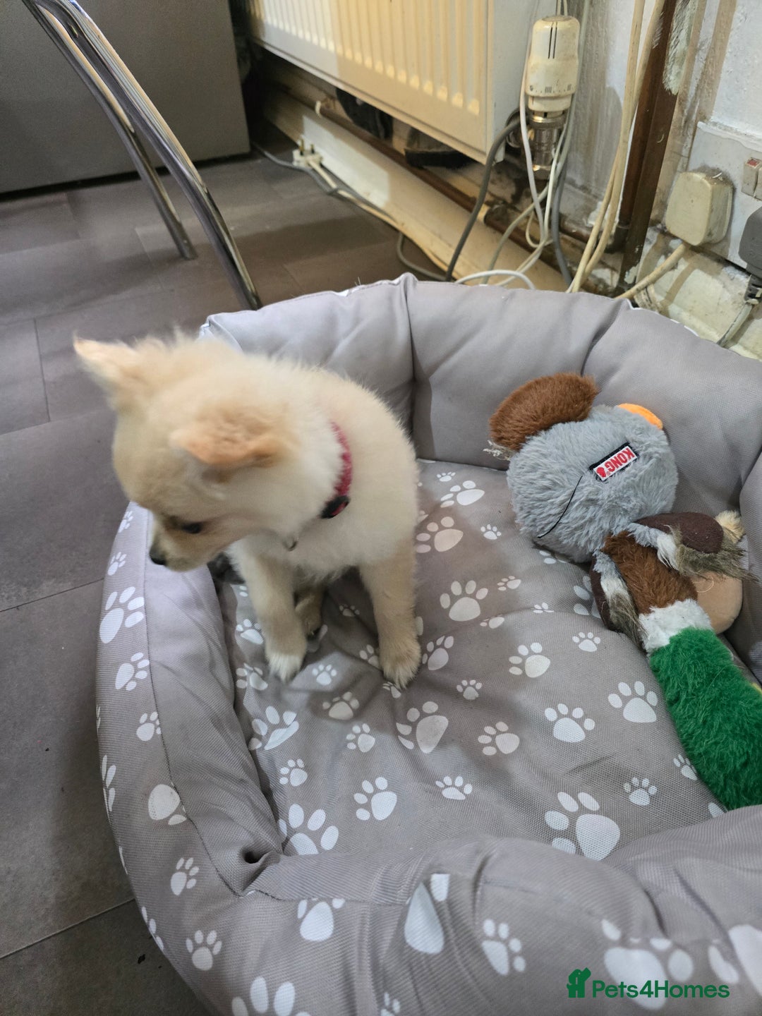 Pomeranian dogs for sale: Pomerenian - Image 5