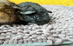 Guinea Pig rodents for sale: 3 x baby boy guinea pigs - Image 8