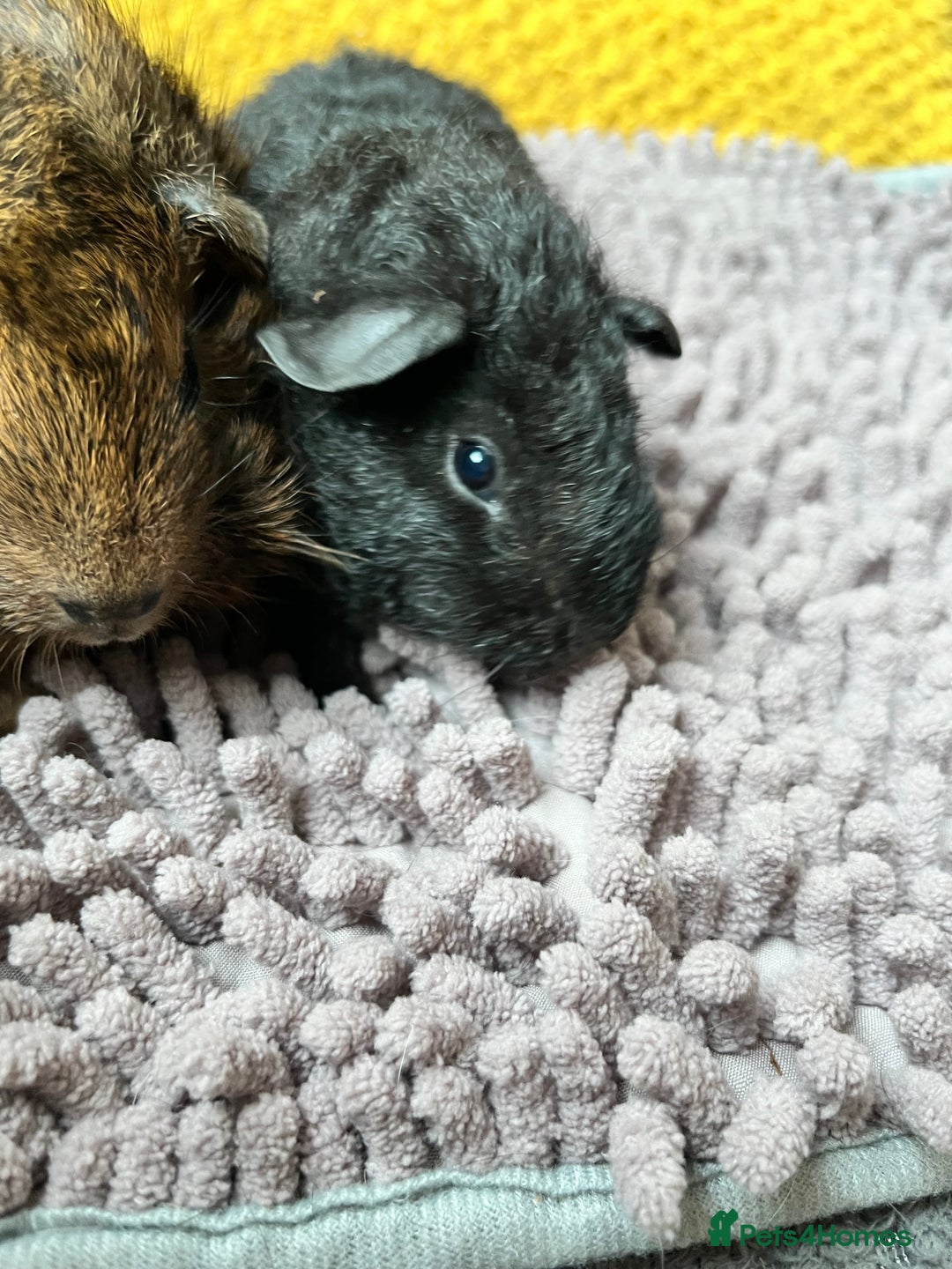 Guinea Pig rodents for sale: 3 x baby boy guinea pigs - Image 8