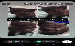 Mixed Breed cats for sale: White / Odd eye / black  Russian mix kittens /  - Image 23