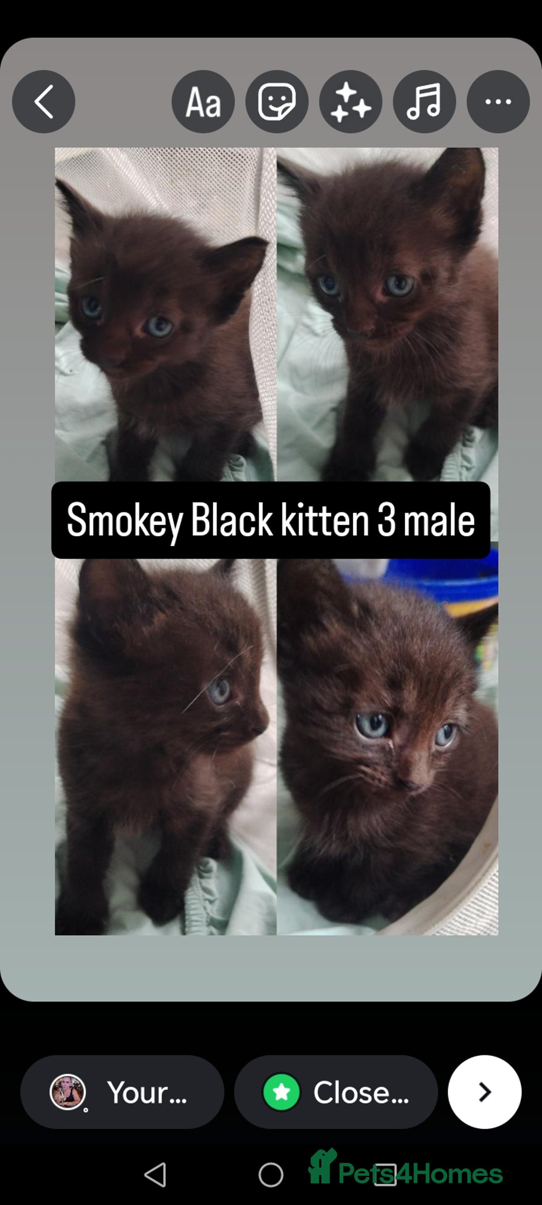 Mixed Breed cats for sale: White / Odd eye / black  Russian mix kittens /  - Image 23