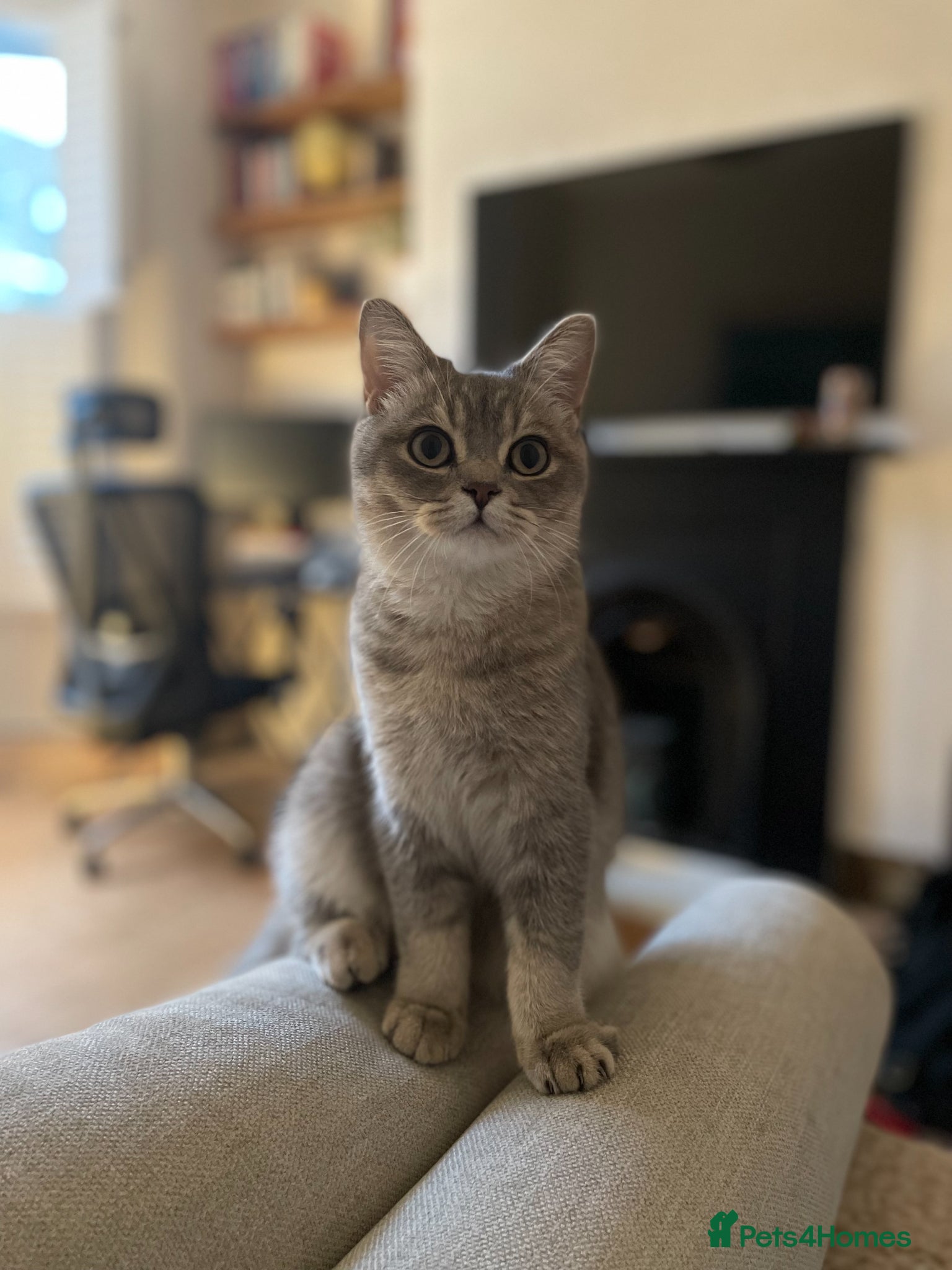 British Shorthair cats 2 Year Old Male Cat Looking for His Forever Home - Advert 13