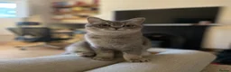 British Shorthair cats for sale: 2 Year Old Male Cat Looking for His Forever Home in London - Advert 1