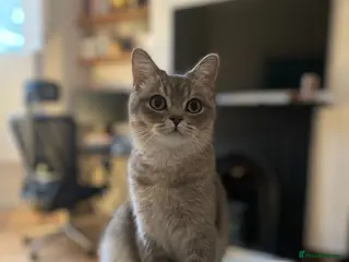 British Shorthair cats 2 Year Old Male Cat Looking for His Forever Home - Advert 9