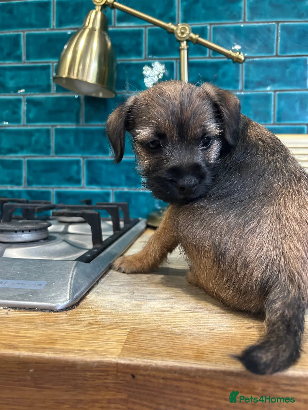 Border Terrier dogs for sale: Female KC registered Border Terrier  - Advert 6