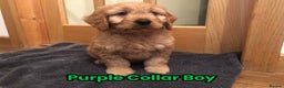 Goldendoodle dogs for sale: F1 Miniature Goldendoodle's 100% DNA Health-Tested - Advert 28