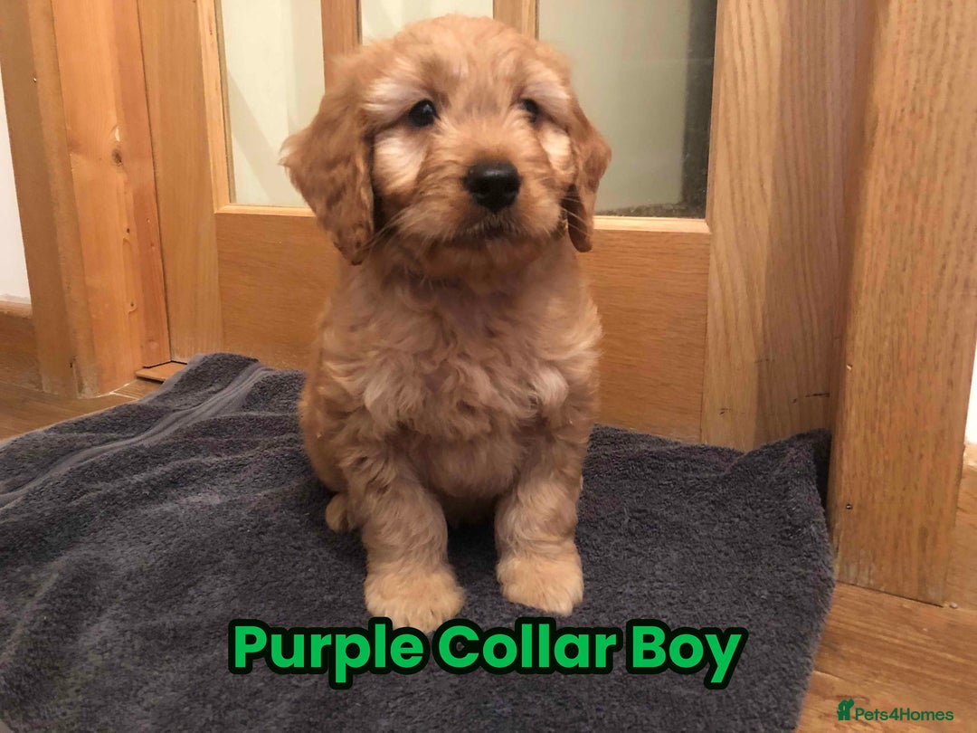 Goldendoodle dogs for sale: F1 Miniature Goldendoodle's 100% DNA Health-Tested - Advert 28