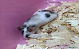 Mouse rodents for sale: Female baby mice ready now  - Image 7