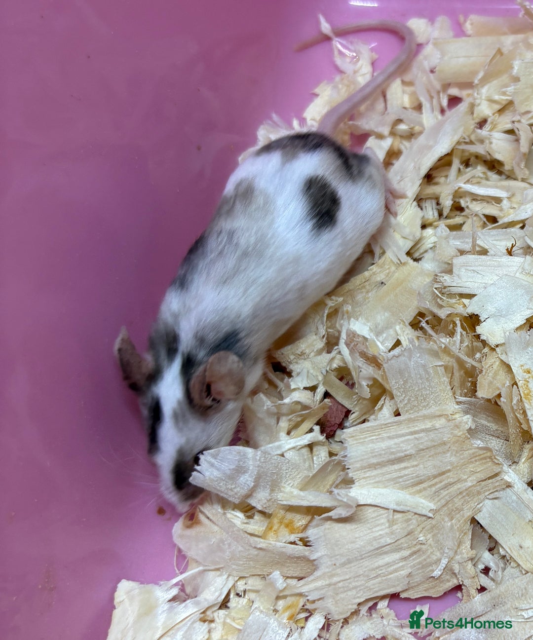 Mouse rodents for sale: Female baby mice ready now  - Image 7