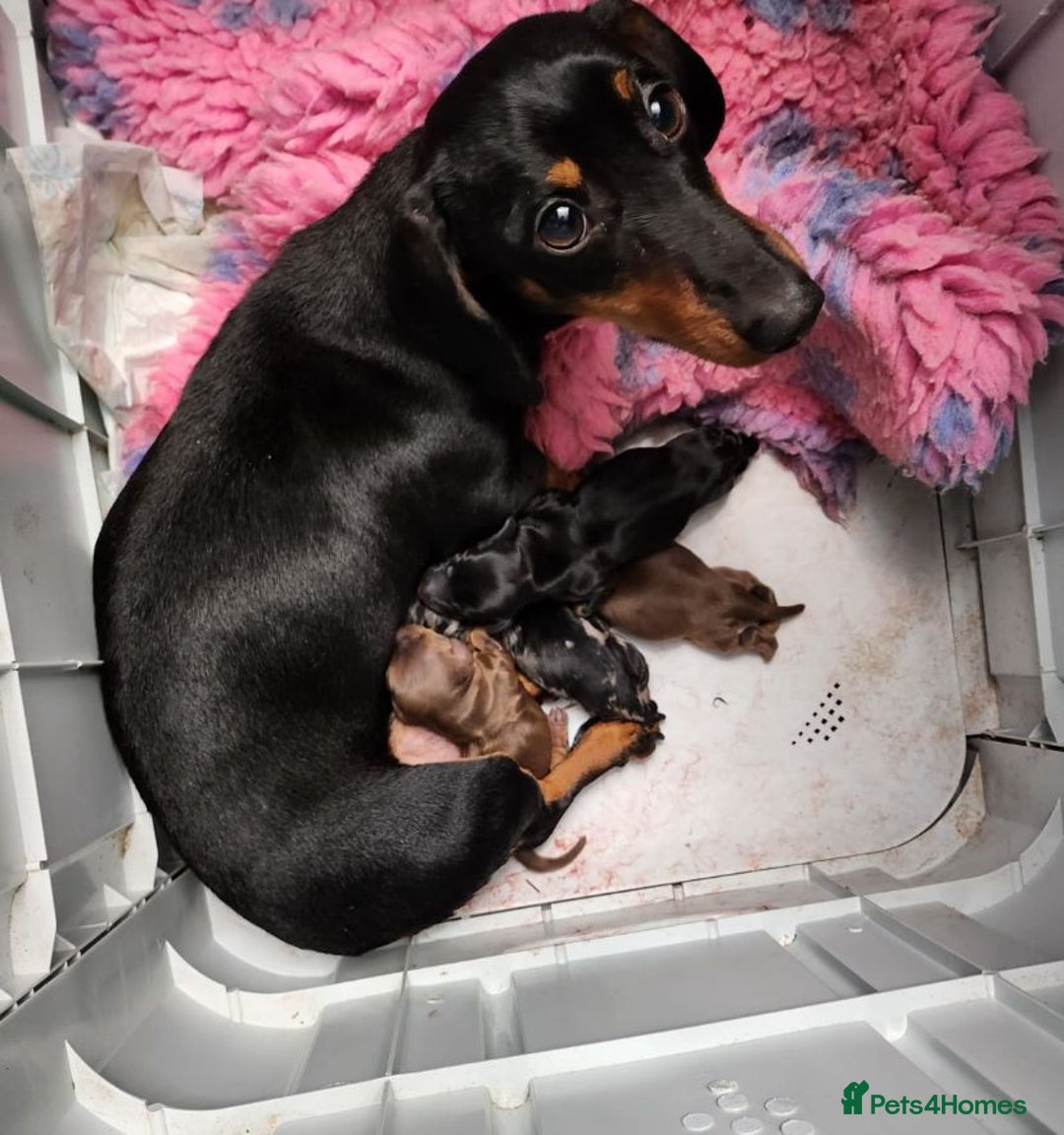 Miniature Dachshund dogs for sale: Gorgeous Dapple Girl for sale  - Image 6