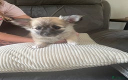 Chihuahua dogs for sale: Long haired chihuahuas READY TO LEAVE NOW. - Image 2