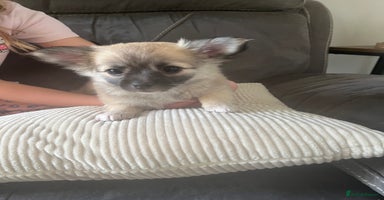 Chihuahua dogs - Advert 13