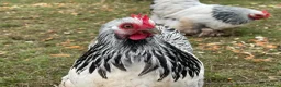 Chickens poultry for sale: Stolen Flock PLEASE HELP RARE BANTAMS  - Advert 2