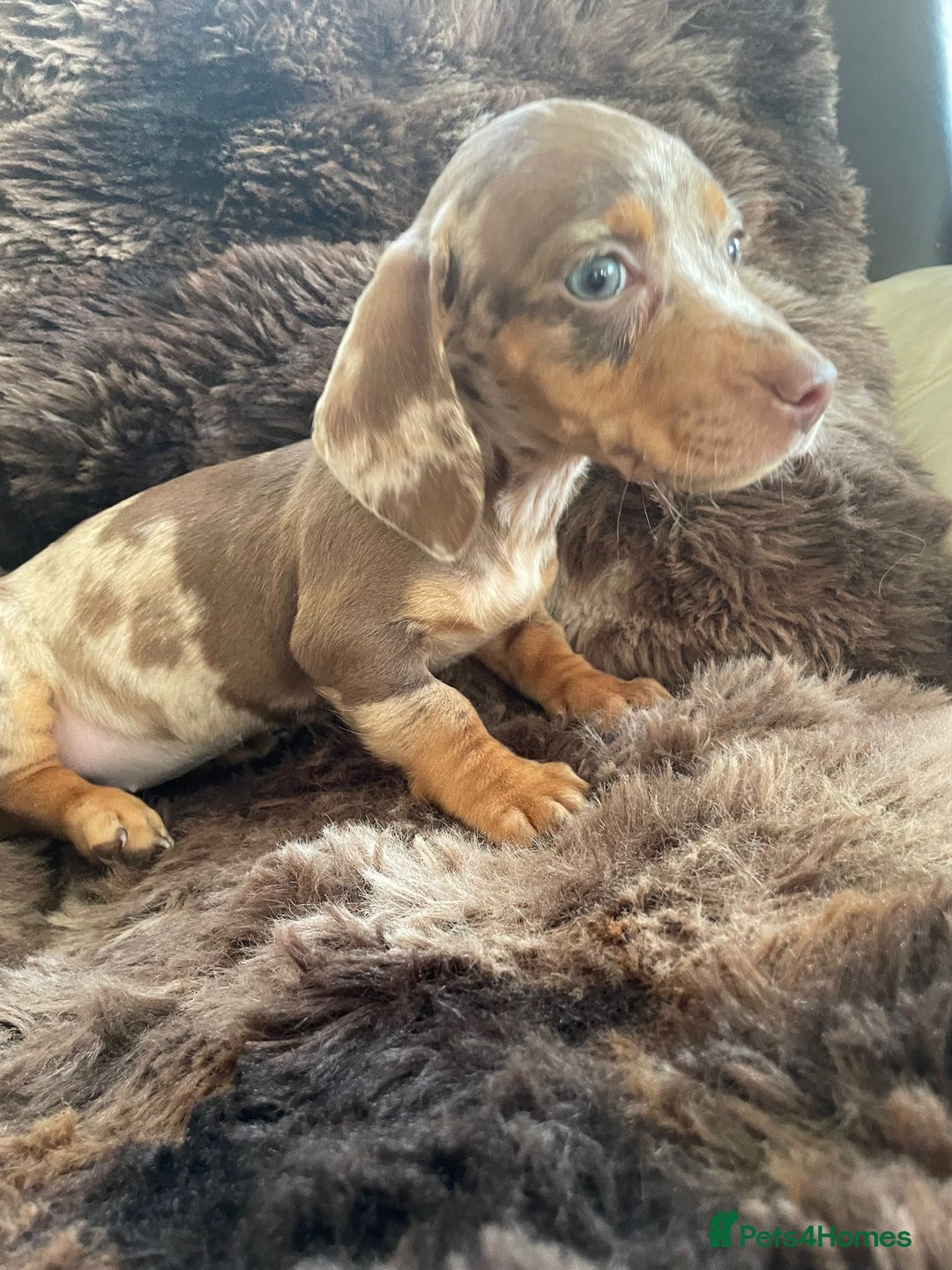 Dachshund dogs for sale: Miniature Dachshunds for sale  - Advert 4