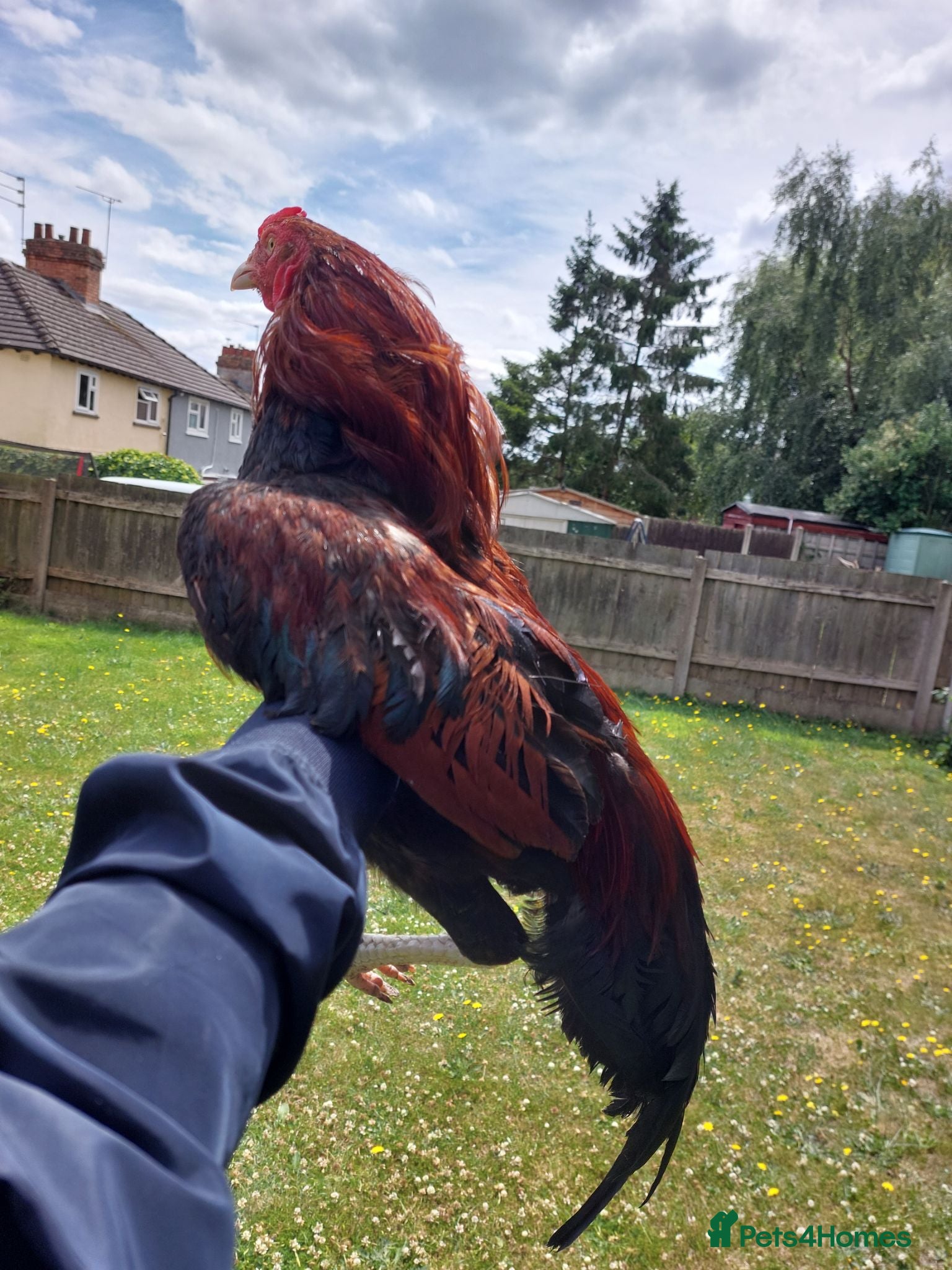 Chickens poultry ❤️‍🔥IMPECCABLE ROOSTER❤️‍🔥 - Advert 1