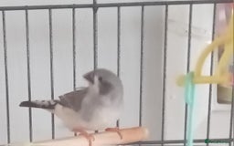 Finches birds for sale: 2 baby zebra finches - Image 1