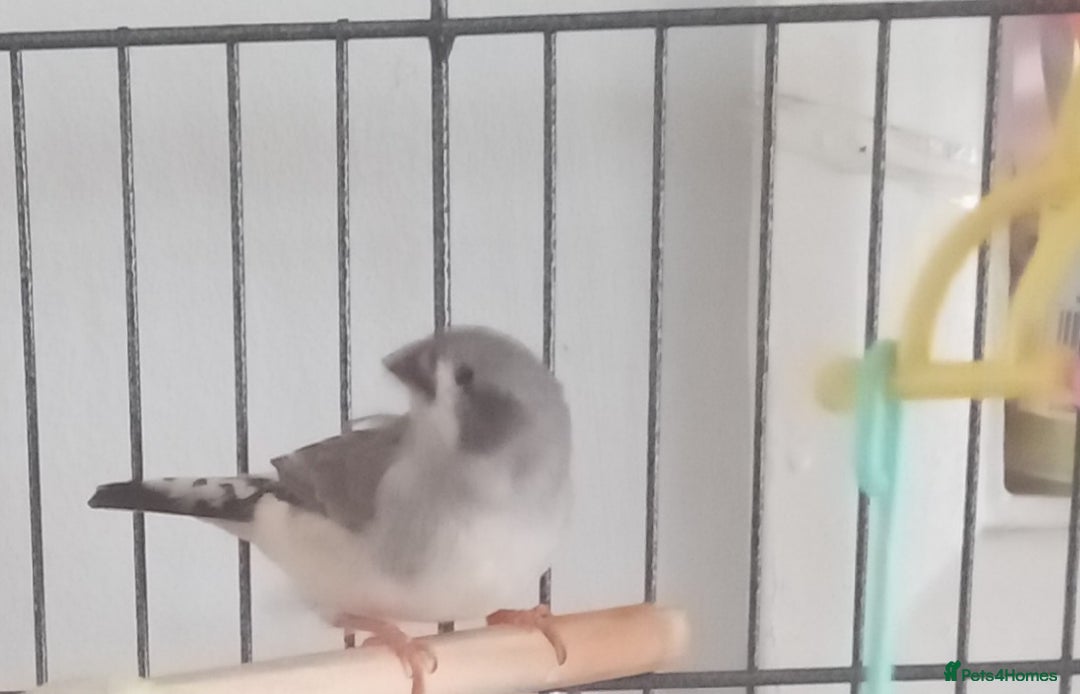 Finches birds for sale: 2 baby zebra finches - Image 1