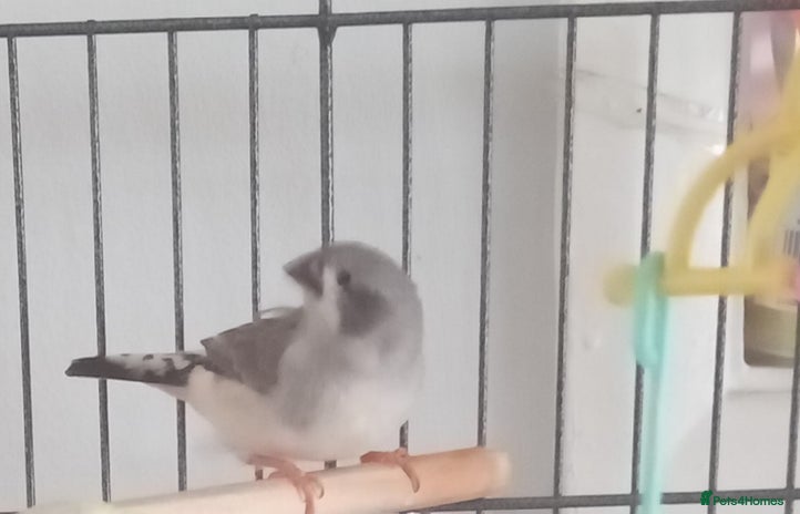 Finches birds - Advert 15