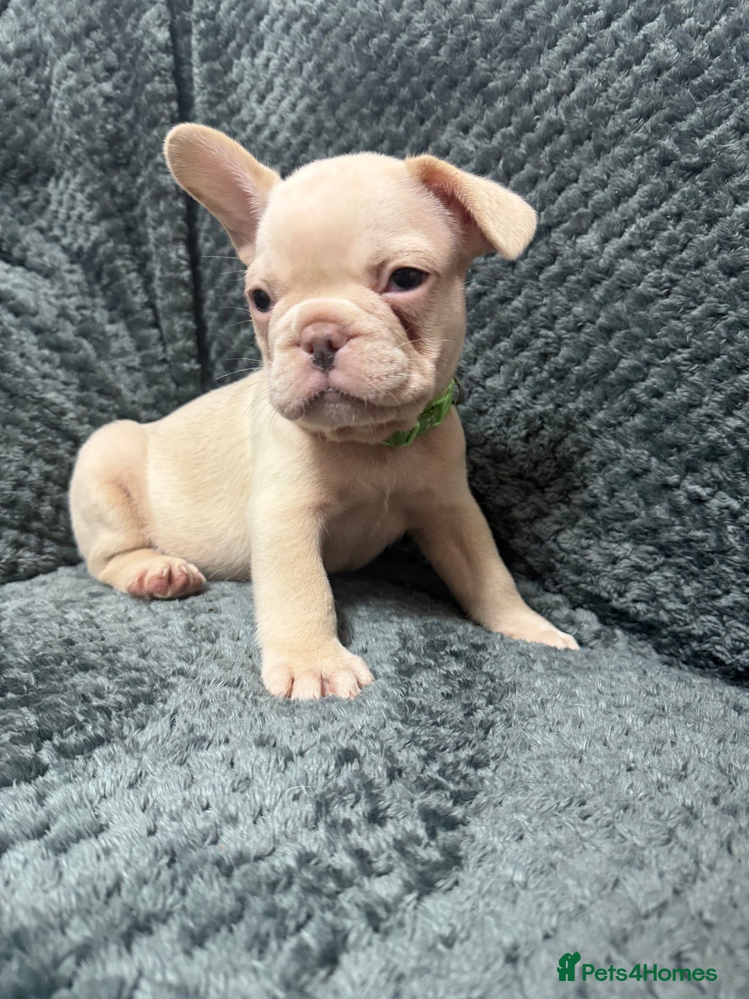 French Bulldog dogs for sale: Cream/ platinum French Bulldog puppy , ready now❤️ - Advert 11