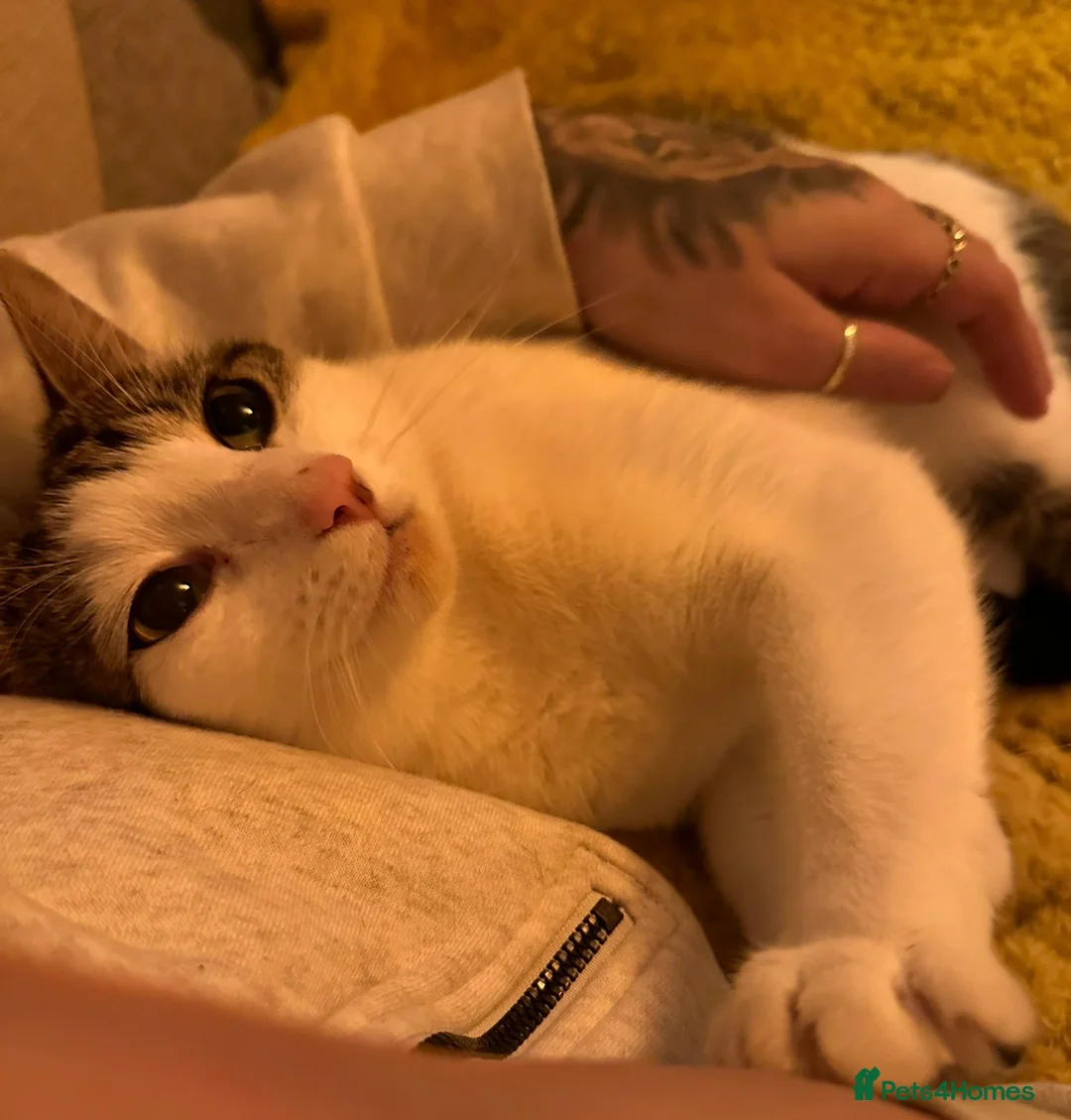 British Shorthair cats for sale: Mango  - Advert 1